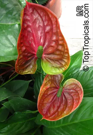 anthurium andraeanum red flowers with green spadices, lush green foliage background
