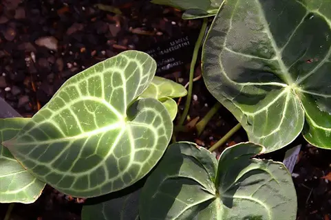 anthurium clarinervium plant with large heart-shaped leaves showing prominent white veins and background plant labels