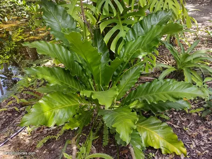 anthurium hookeri rosette with large, wavy dark green leaves in a tropical garden setting near a pond