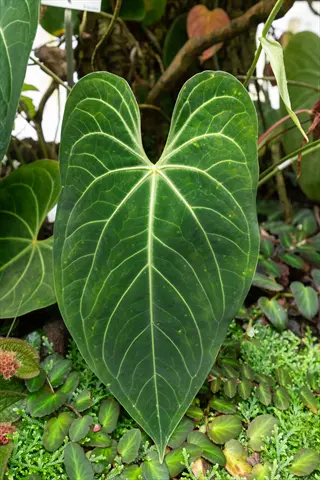 anthurium magnificum foliage showcasing a large heart-shaped leaf with prominent veins amidst lush green plants