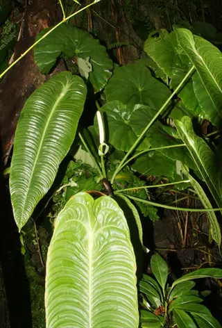 anthurium veitchii leaves: large velvety green foliage with prominent white veins in a tropical setting