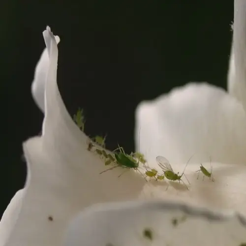 aphid infestation on rose - close-up of green aphids crawling on white rose petal