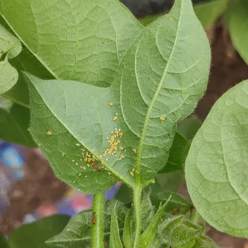 aphids on a green plant leaf with visible clusters of small yellow insects