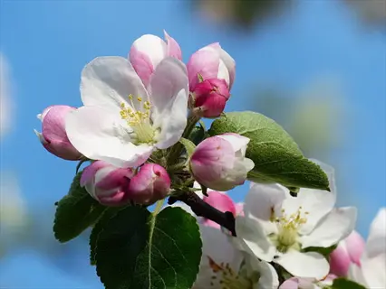 apple blossom (large-flowering) close-up with white-pink petals and green leaves against blue sky