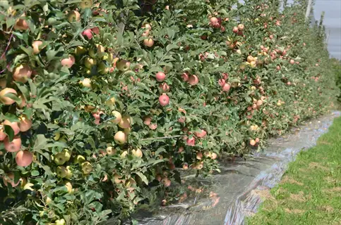 apple orchard rows with ripe fruit hanging from branches, featuring reflective garden mulch on the ground to enhance light exposure for the trees