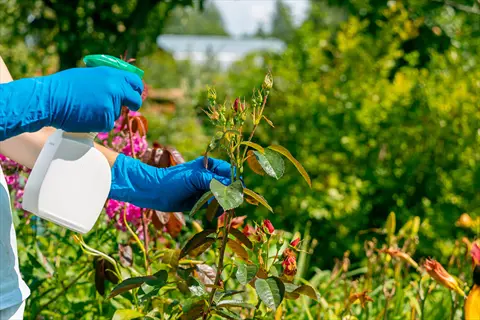 applying natural pest repellent in a vibrant garden with pest repellent plants like marigolds for eco-friendly pest control