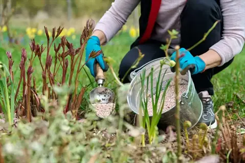 applying organic lawn care products using metal scoop from bucket to young plants in sunlit garden with spring blooms