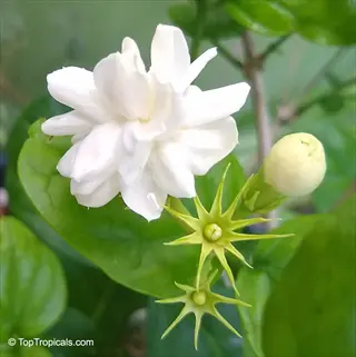 arabian jasmine blooms with green foliage and unopened buds