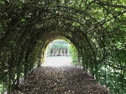 arched garden trellis tunnel covered in lush green vines with a pathway leading to a distant bench