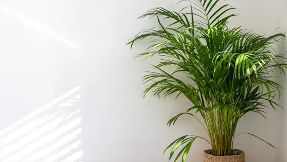 areca palm (dypsis lutescens) as popular indoor tropical plant in woven basket against white wall with sunlight patterns