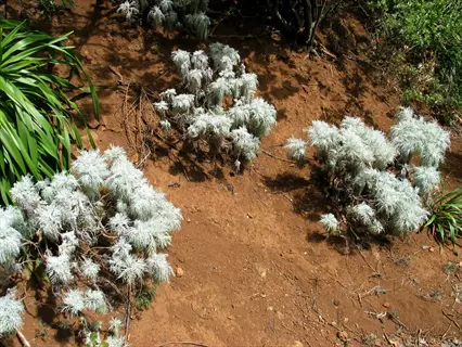 artemisia silver foliage on multiple drought-tolerant plants growing on a sloping red soil bank, surrounded by green foliage and a stone path