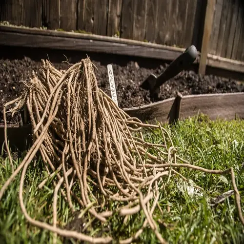 asparagus crowns ready for planting in a garden bed with trowel and plant label on grassy ground