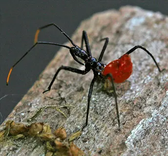 assassin bug hunting: a black and red reduviid bug nymph on weathered wood, poised as a garden predator
