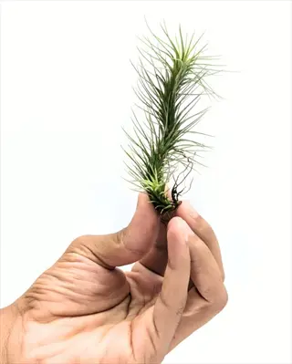 assessing air plant pups size: hand holds tillandsia with multiple small green pups against white background