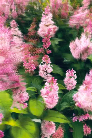 astilbe shade blooms featuring feathery pink plumes and green foliage in a lush garden setting