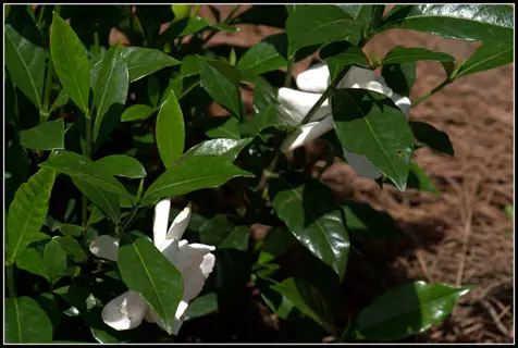 august beauty gardenia plant with glossy green leaves and white flowers growing in natural garden setting