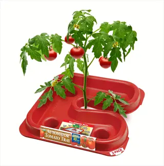 automator tomato tray with thriving tomato plant and ripe fruits demonstrating self-watering technology for consistent moisture