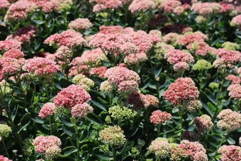 autumn joy sedum blooming with dense clusters of pink flowers transitioning to green