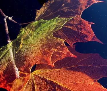 autumn maple leaves showcasing palmately netted veins in red, orange, and green hues against dark backdrop