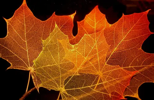 autumn maple leaves with visible netted veins in red, orange, and yellow hues against dark background