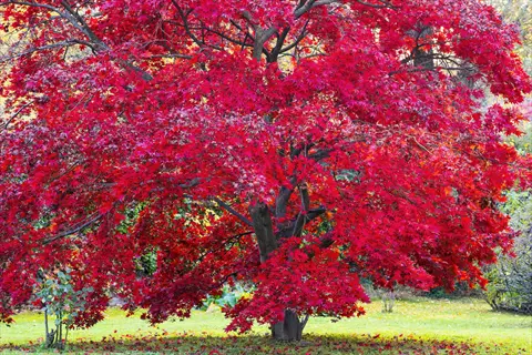 autumn maple tree garden featuring a vibrant red maple tree with bright foliage in a park setting
