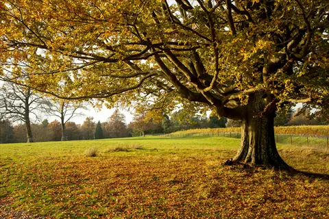 autumn oak tree landscape featuring a mature oak with golden fall foliage in an open field with scattered fallen leaves