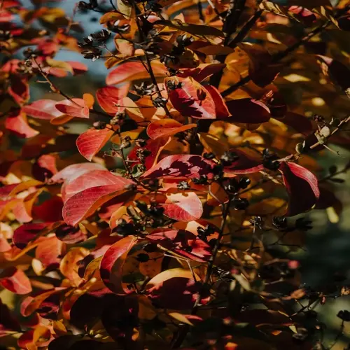 autumn shrub planting close-up with vibrant red, orange, and yellow leaves basking in sunlight
