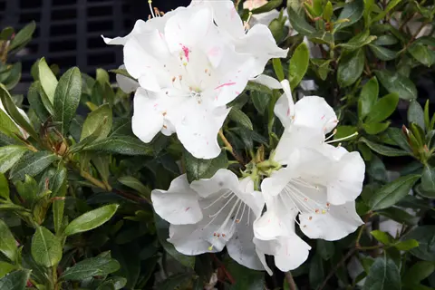 autumn starlite encore azalea blooms with white petals featuring pink speckles and green foliage background