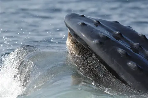 baleen whale feeding: close-up of a whale's head with visible baleen plates filtering seawater during a feeding dive