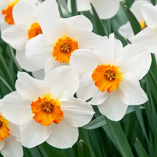 barrett browning daffodils with white petals and vibrant orange cups, surrounded by green foliage