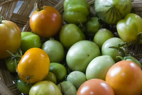 basket of freshly harvested ripe tomatoes (red, orange) and unripe green tomatoes