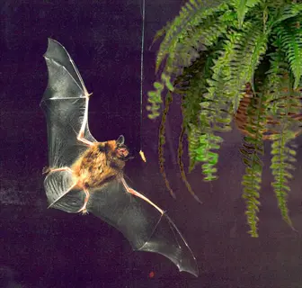 bat hunting insects: flying bat with spread wings uses echolocation to target an insect near fern foliage in darkness