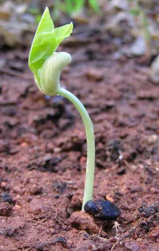 bean seed compressing into soil with emerging seedling, demonstrating seed compression during early growth stage
