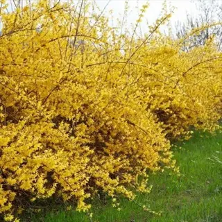 beatrix farrand forsythia shrub blooming with vibrant yellow flowers