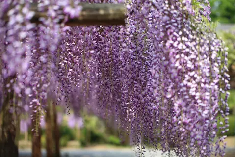 beautiful chinese lilac blooming with purple flower clusters hanging from a wooden pergola