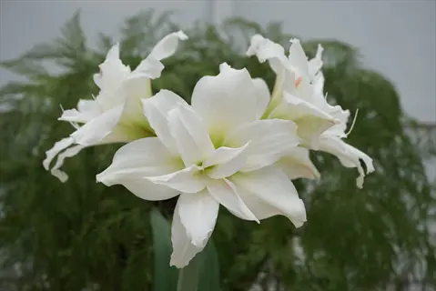 beautiful white double amaryllis flowers blooming with layered petals against green foliage background