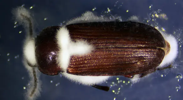 beetle infected with white fungus (beauveria bassiana), showcasing white fungus insects entomopathogenic relationship in close-up