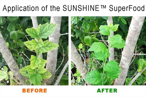 before-and-after comparison showing iron chlorosis leaf veins (yellow leaves with green veins) cured by sunshine™ superfood application