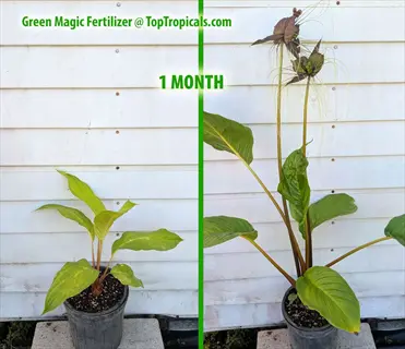 before and after image showing houseplant growth with green magic fertilizer in 1 month