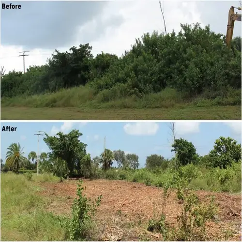 before and after image showing invasive plant removal in a field