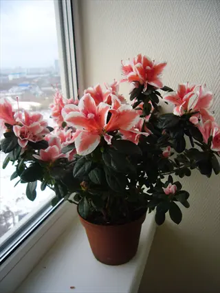 bicolor striped azalea flowers in brown pot on windowsill with snowy outdoor view