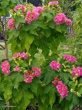 big ben hydrangea blooms with lush green leaves and buds