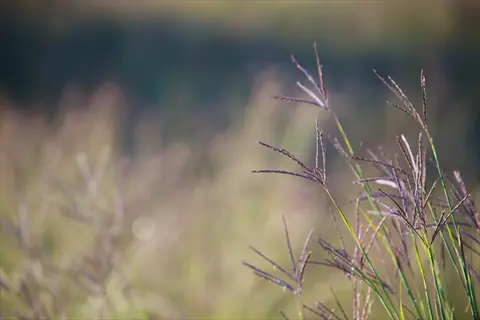big bluestem grass with slender stems and distinctive three-part seed heads in soft focus against a blurred meadow background