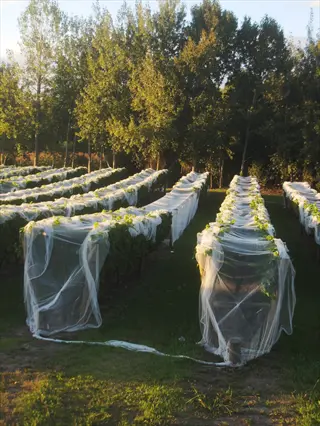 bird netting installation over grapevines in agricultural field for crop protection