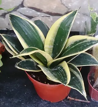 bird's nest snake plant (sansevieria hahnii) in orange pot showing dark green leaves with broad yellow variegation, on dark surface among other plants