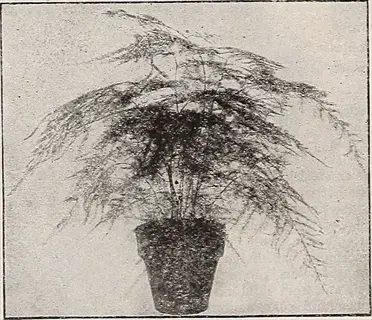 black and white image of a bronze asparagus fern in a pot against a plain background