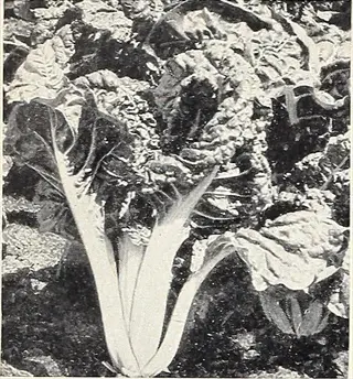 black-and-white photograph of fordhook giant swiss chard plant with large, textured leaves and thick white stems