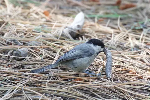 black-capped chickadee bird holding caterpillar in forest habitat with pine needles