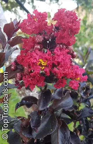 black diamond crepe myrtle with vibrant deep red flowers and dark purple foliage