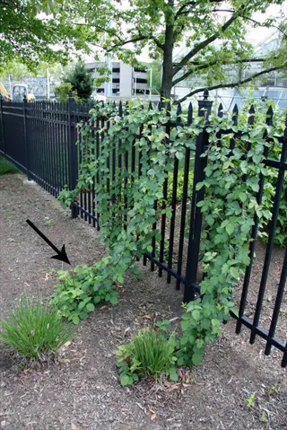 black metal fence with blackberry vine and arrow indicating tip layering propagation method